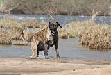 DOGUE ALLEMAND 191